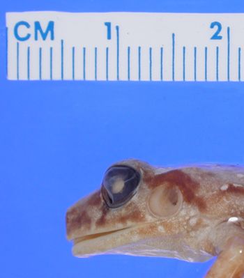 Media type: image; Herpetology A-28598